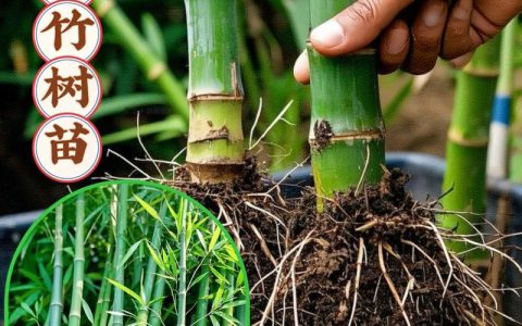 庭院什么角可以种竹子？一文说清位置选择与种植要点