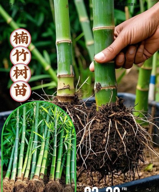 庭院什么角可以种竹子？一文说清位置选择与种植要点