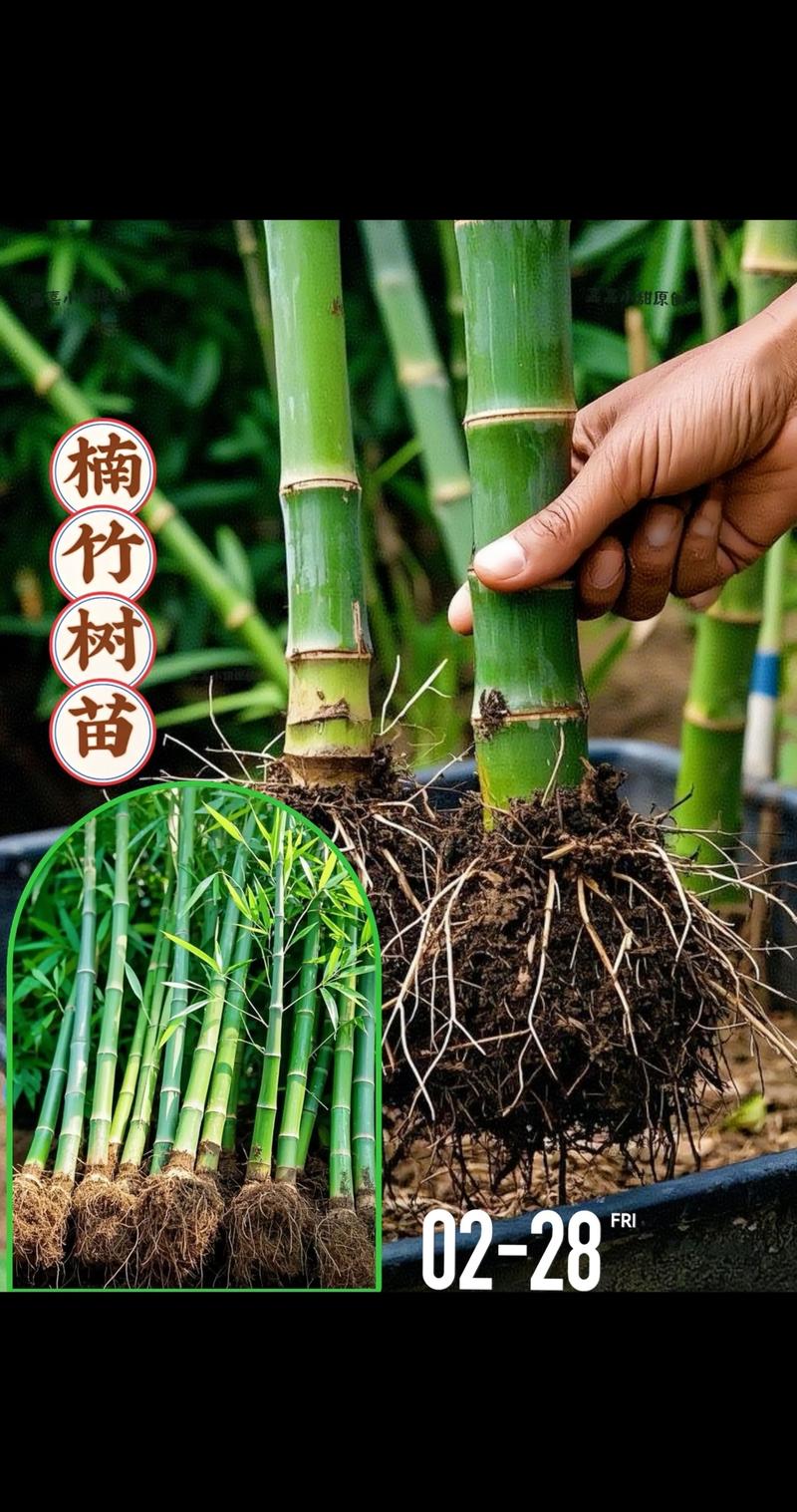 庭院什么角可以种竹子?一文说清位置选择与种植要点 一、庭院种竹的位置选择