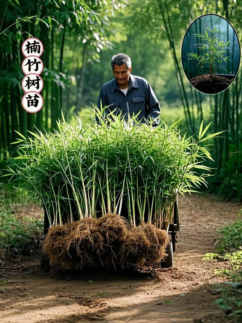 庭院什么角可以种竹子?一文说清位置选择与种植要点 二、竹子种植技术指南(地栽通用版)