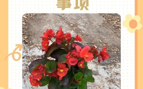 盆栽海棠花的养殖方法和注意事项：科学养护指南