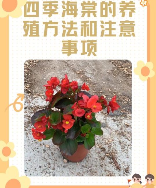 盆栽海棠花的养殖方法和注意事项：科学养护指南