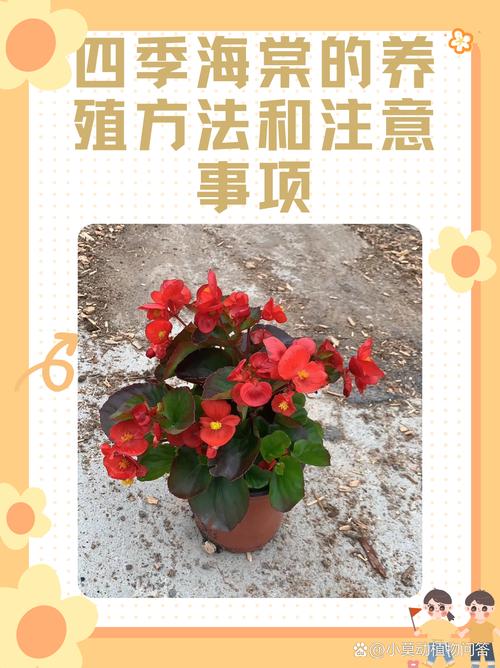 盆栽海棠花的养殖方法和注意事项:科学养护指南 盆栽海棠花的养殖方法和注意事项:科学养护指南