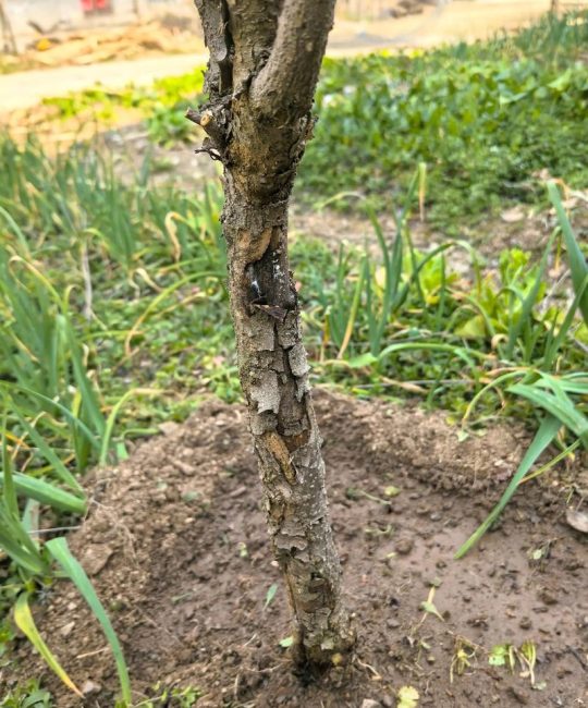 石榴树烂石榴是什么病？找准病因才能对症下药