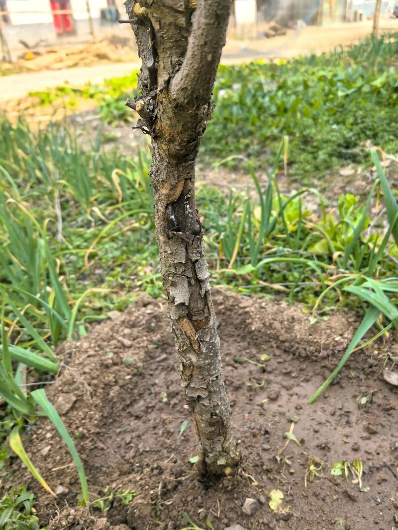 石榴树烂石榴是什么病?找准病因才能对症下药 一、石榴干腐病是烂果头号元凶