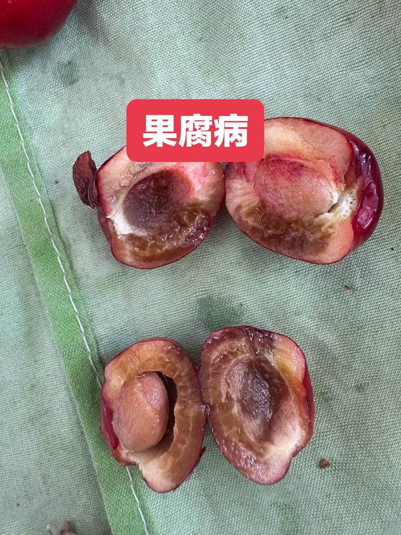 石榴树烂石榴是什么病?找准病因才能对症下药 二、褐腐病与黑斑病是后期烂果主力