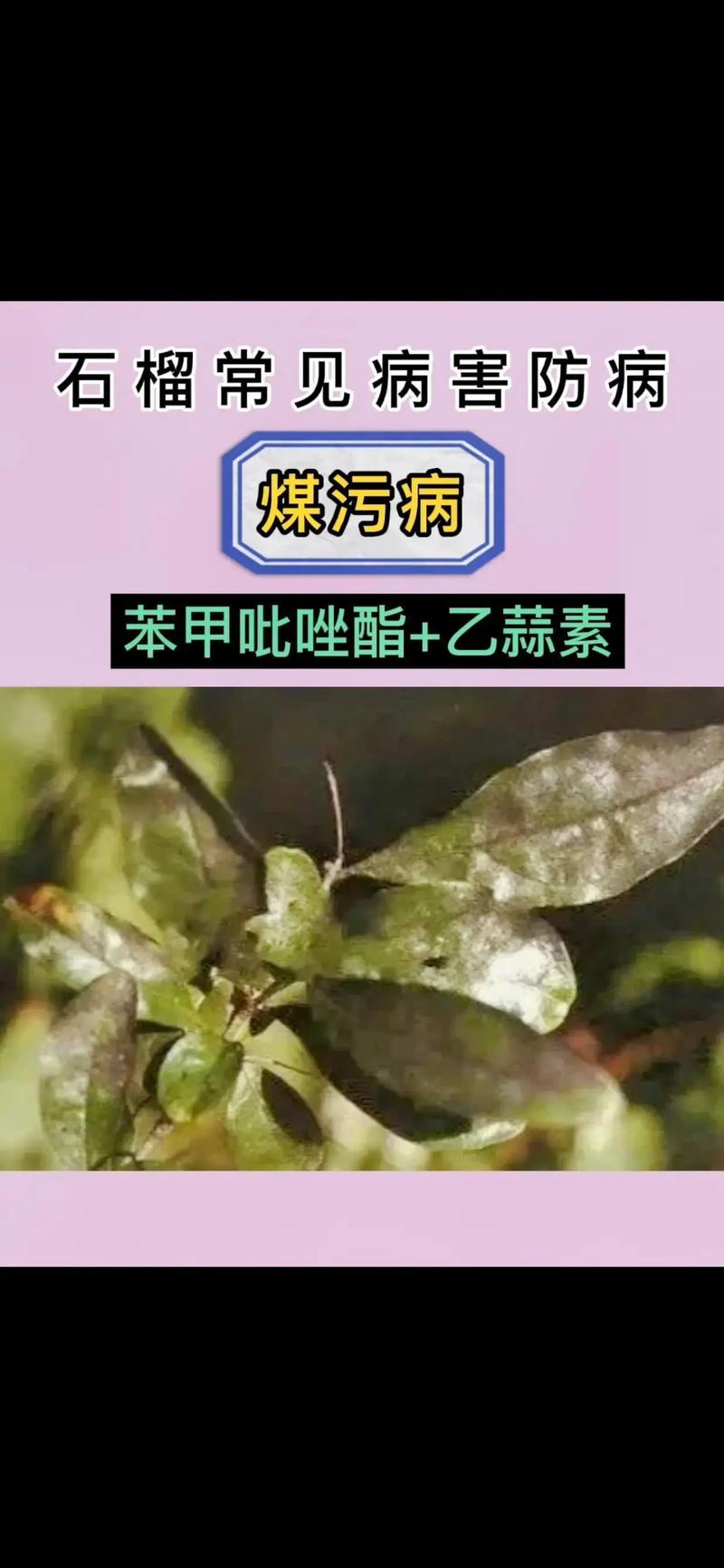 石榴树烂石榴是什么病?找准病因才能对症下药 三、裂果是烂果的“帮凶”