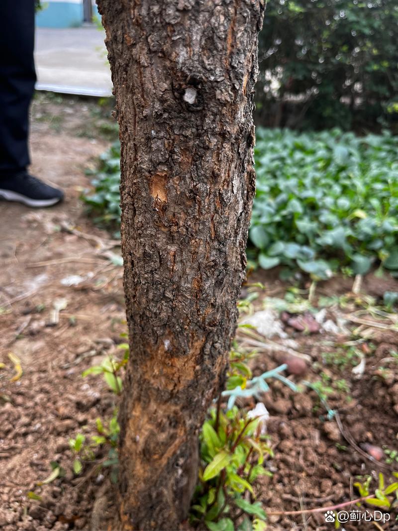 石榴树烂石榴是什么病?找准病因才能对症下药 五、采收与贮运阶段的烂果管理