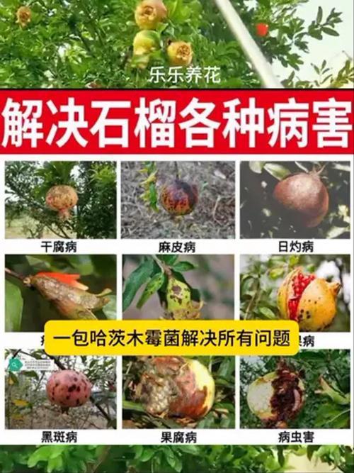 石榴树烂石榴是什么病?找准病因才能对症下药 四、综合防治:三个阶段精准用药