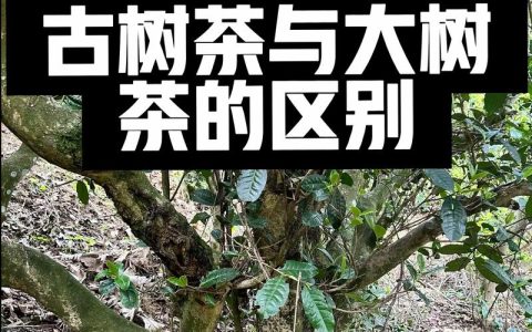 老茶树的茶叶好还是新茶树的好？深度解析两者营养与口感差异
