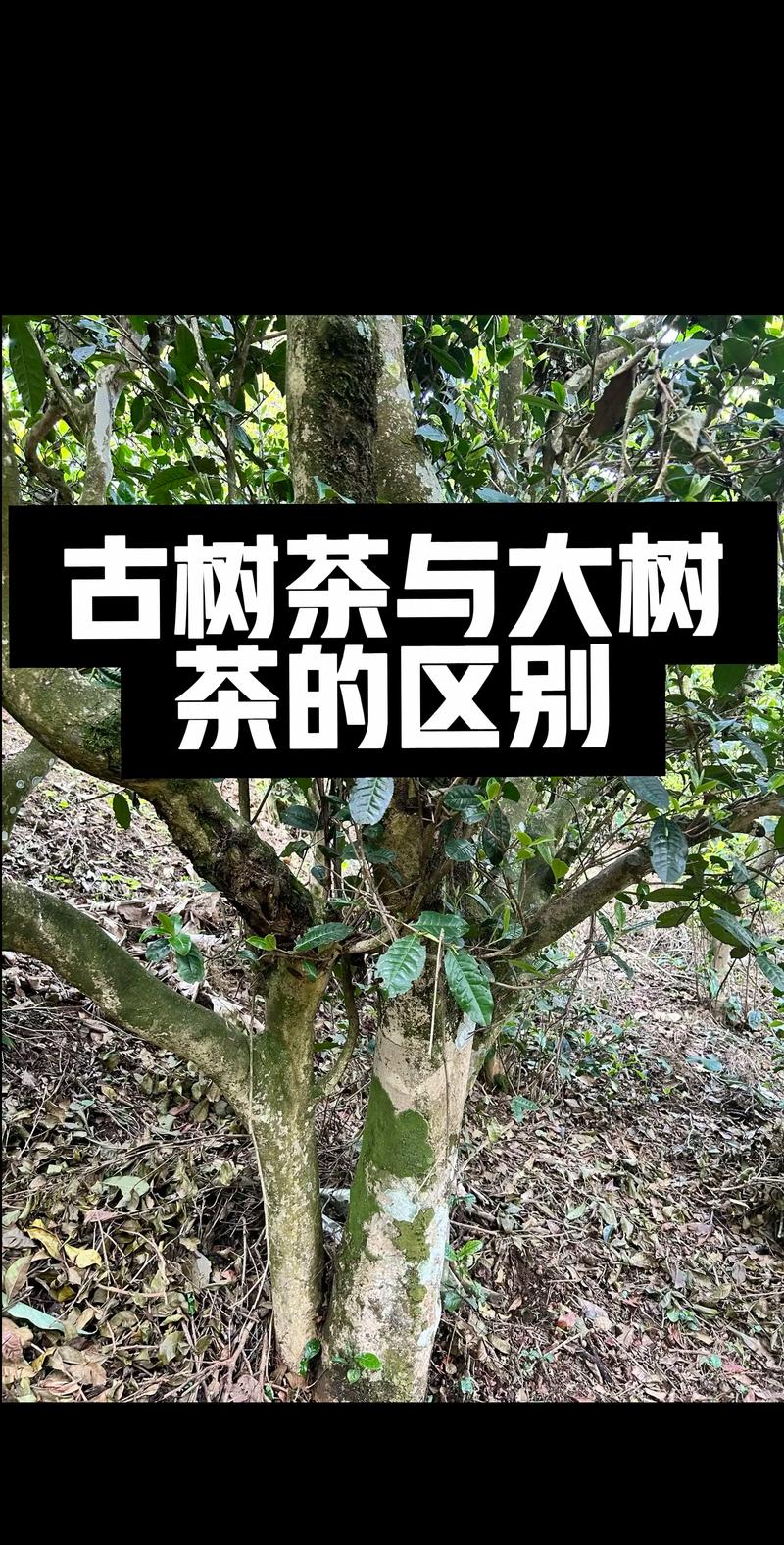 老茶树的茶叶好还是新茶树的好?深度解析两者营养与口感差异 老茶树的茶叶好还是新茶树的好?深度解析两者营养与口感差异