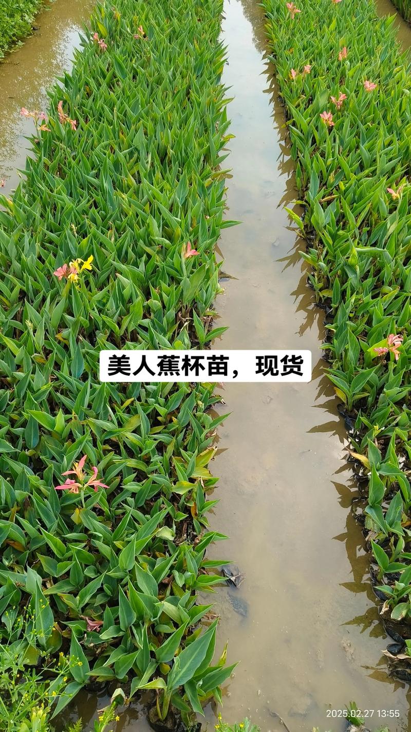 种植水生植物多少钱一平米?2025年价格区间与影响因素 产地:种苗原产地影响基础价格约30%