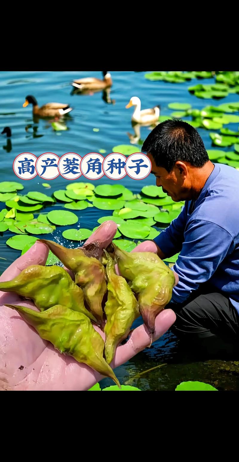 种植水生植物多少钱一平米?2025年价格区间与影响因素 数量:批量越大折扣越明显