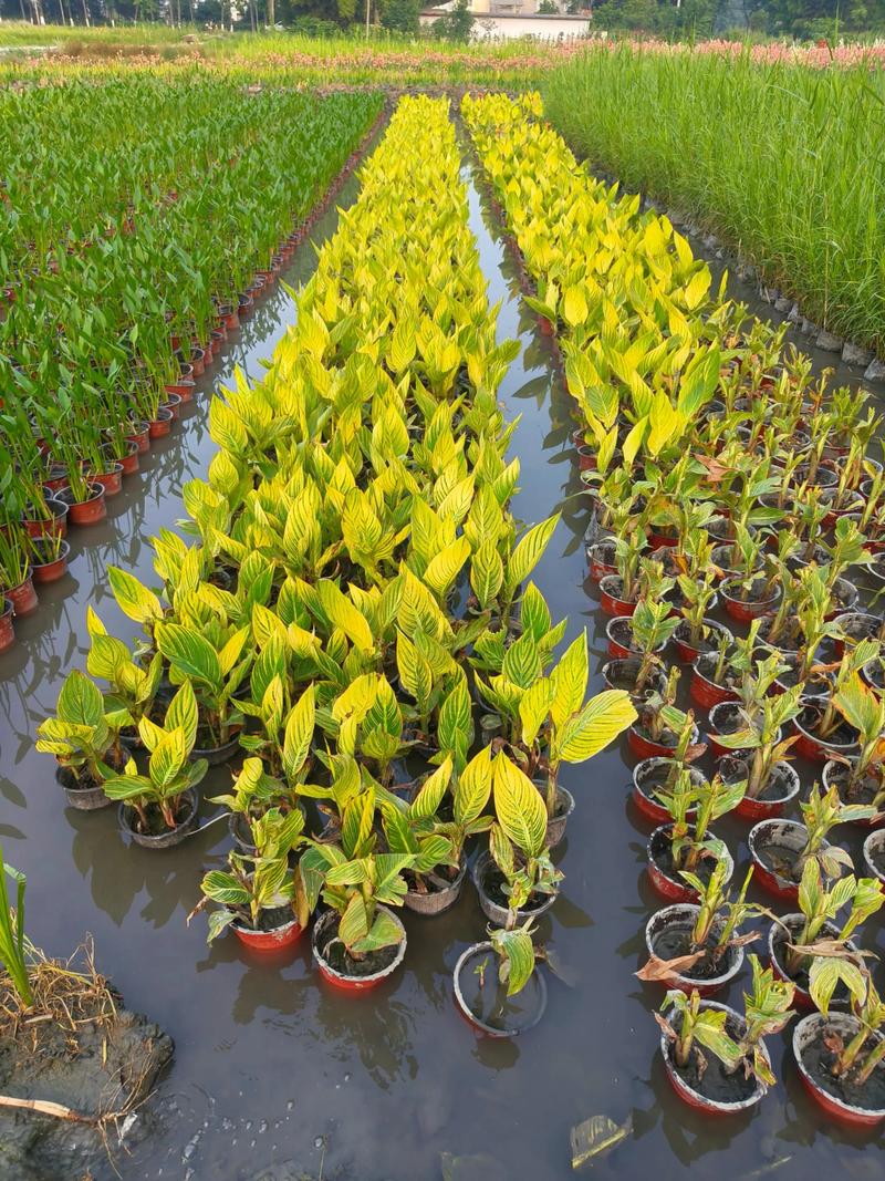 种植水生植物多少钱一平米?2025年价格区间与影响因素 咨询指南:如何获得精准报价?