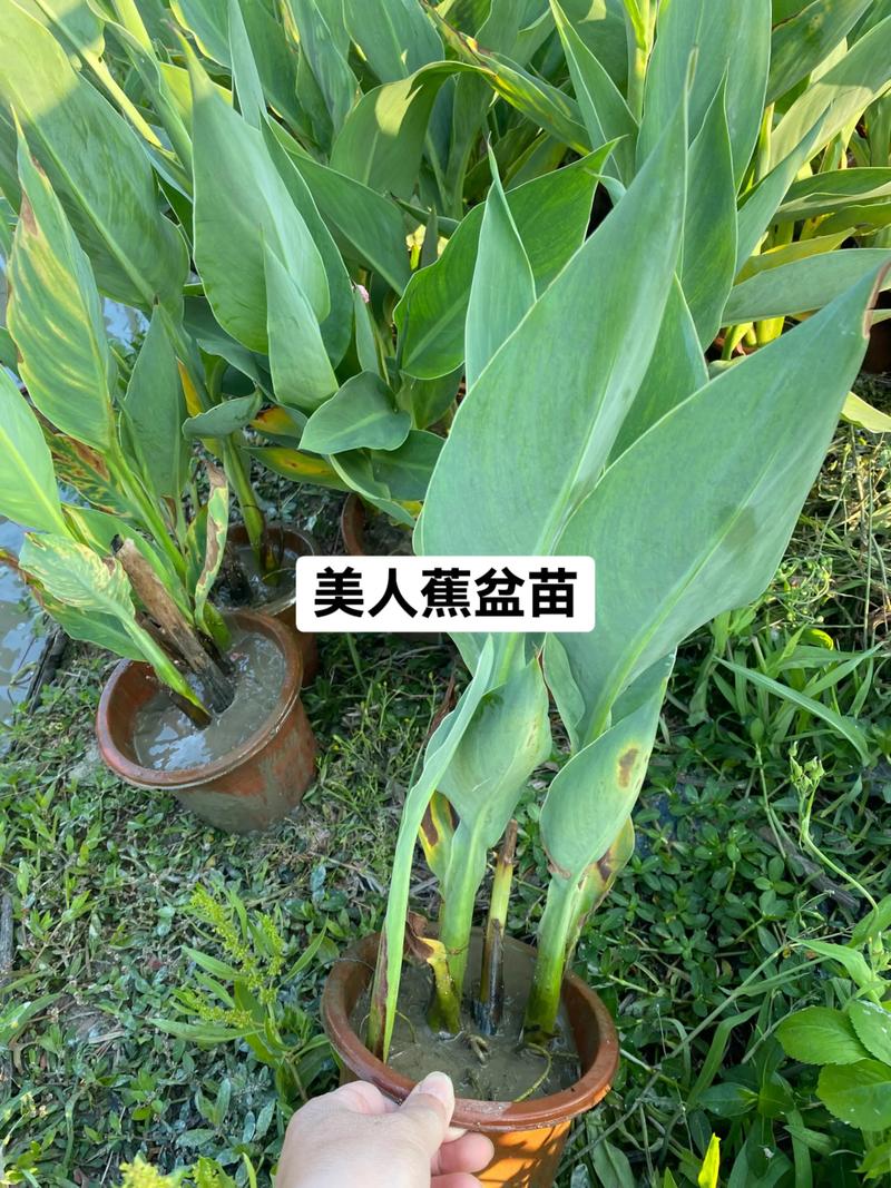 种植水生植物多少钱一平米?2025年价格区间与影响因素 价格影响因素汇总表