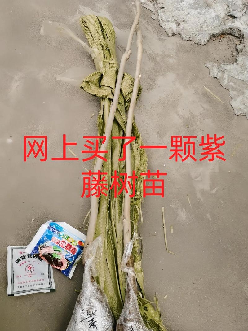 一年紫藤苗价格多少钱一棵?2026年市场行情与选购指南 产地因素:不同产区价格差异明显