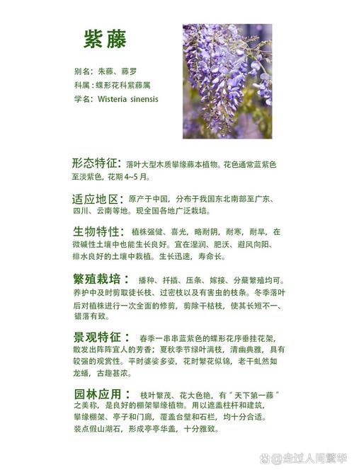 一年紫藤苗价格多少钱一棵?2026年市场行情与选购指南 季节因素:淡旺季价格波动约20%-30%