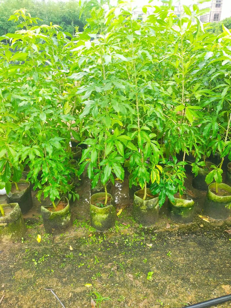 冰淇淋果苗价格多少钱一棵?规格、产地、季节影响报价 冰淇淋果苗价格多少钱一棵?规格、产地、季节影响报价