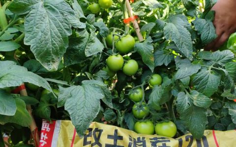 家庭西红柿种植全攻略：从施肥浇水到修剪的实用指南