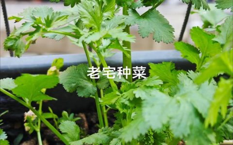 香菜根能栽种吗？家庭阳台香菜重植全流程指南