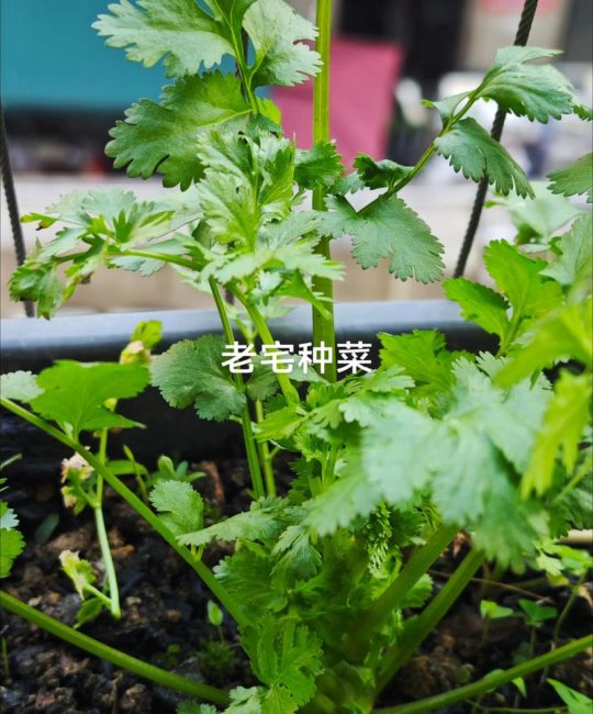 香菜根能栽种吗？家庭阳台香菜重植全流程指南