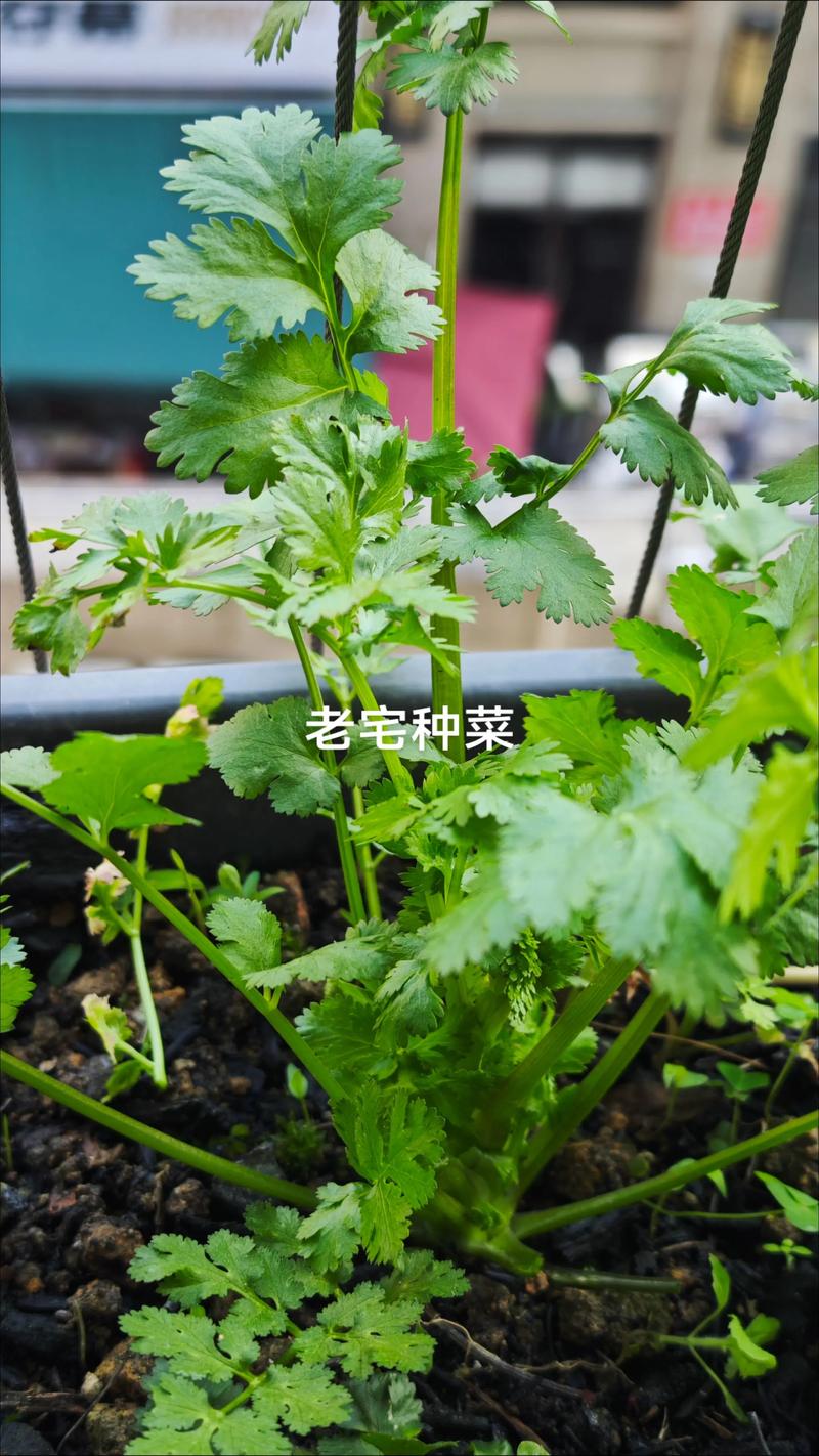 香菜根能栽种吗？家庭阳台香菜重植全流程指南