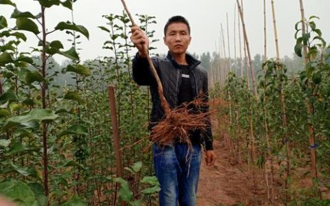 M9T337砧木苗采购指南：如何辨别真伪并找到优质供应商
