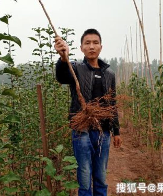 M9T337砧木苗采购指南：如何辨别真伪并找到优质供应商