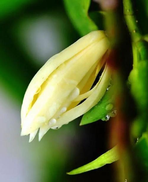 五、运输与检疫：不可忽视的合规环节
