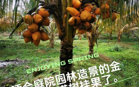 矮种椰子树苗价格：2025年参考区间与五大影响因素全解析