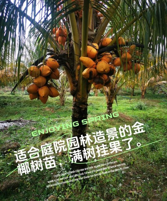 矮种椰子树苗价格：2025年参考区间与五大影响因素全解析