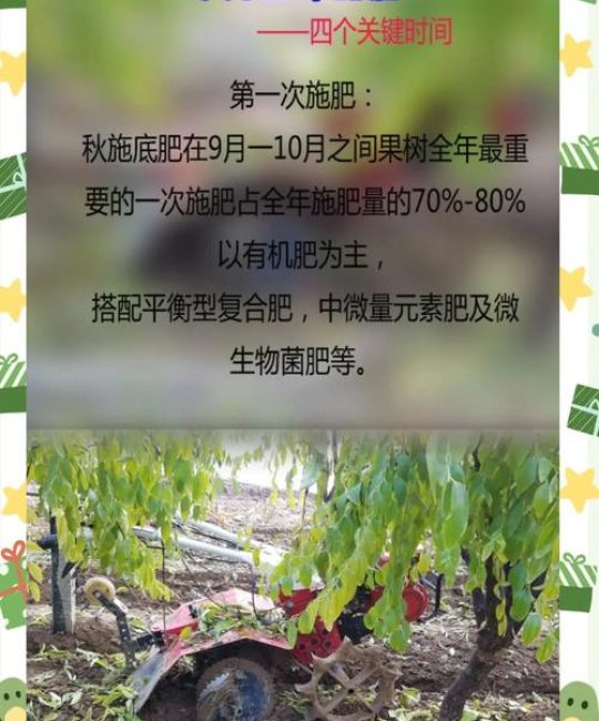 枣树施肥全攻略：最佳肥料选择与精准施肥时间表