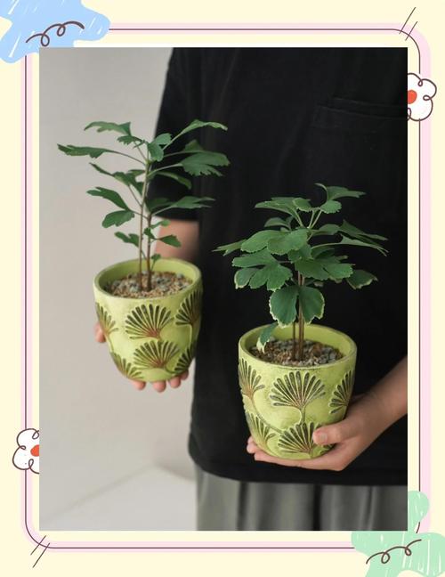银杏树枝条能插活吗?掌握这5个关键步骤,成活率可达50%以上 扦插基质采用珍珠岩:蛭石:泥炭土=3:1:1,插深3-5cm,株距5cm