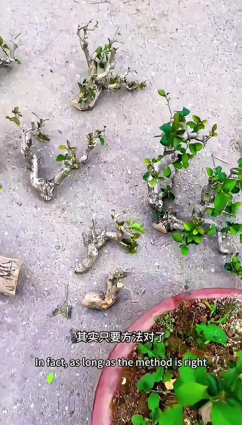 银杏树枝条能插活吗?掌握这5个关键步骤,成活率可达50%以上 选择半木质化枝条(直径0.5-1.0cm)作为插穗,成活率是嫩枝的3倍