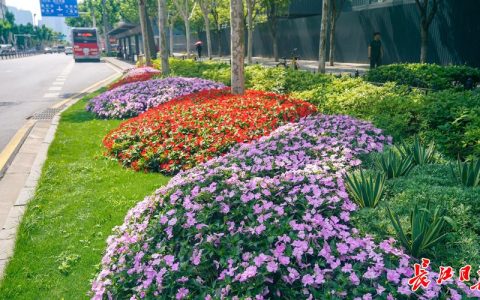 路边花坛常种什么花？这份城市绿化“花名单”请收好