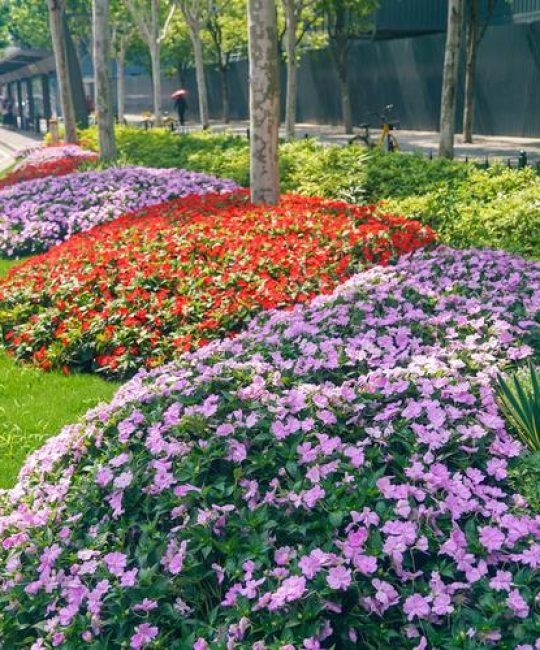 路边花坛常种什么花？这份城市绿化“花名单”请收好