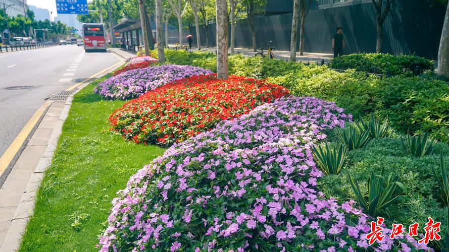 路边花坛常种什么花?这份城市绿化“花名单”请收好 春季花坛:冷凉中的小清新