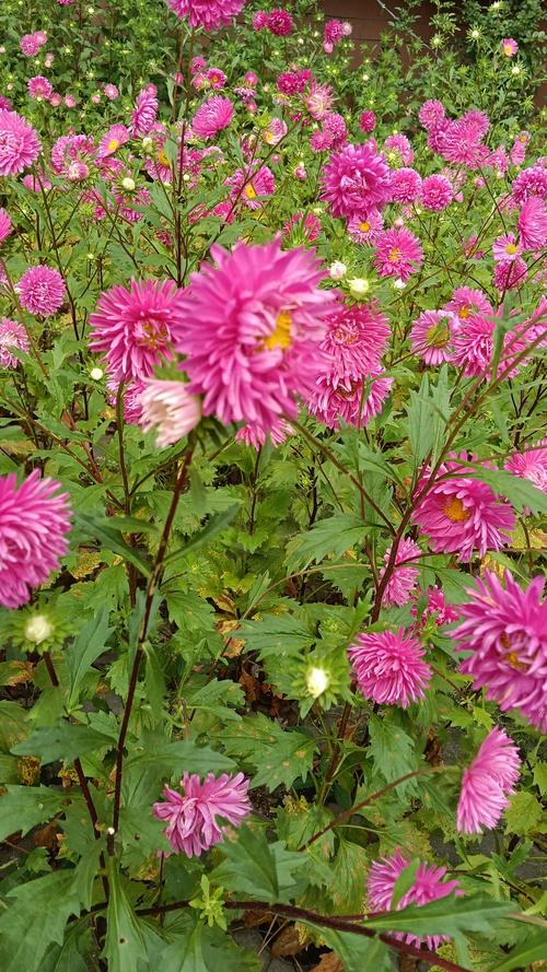 路边花坛常种什么花?这份城市绿化“花名单”请收好 秋季花坛:菊科植物的“主场”