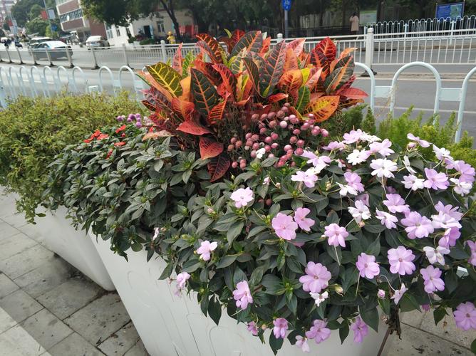 路边花坛常种什么花?这份城市绿化“花名单”请收好 为什么是它们?花坛植物的选美标准