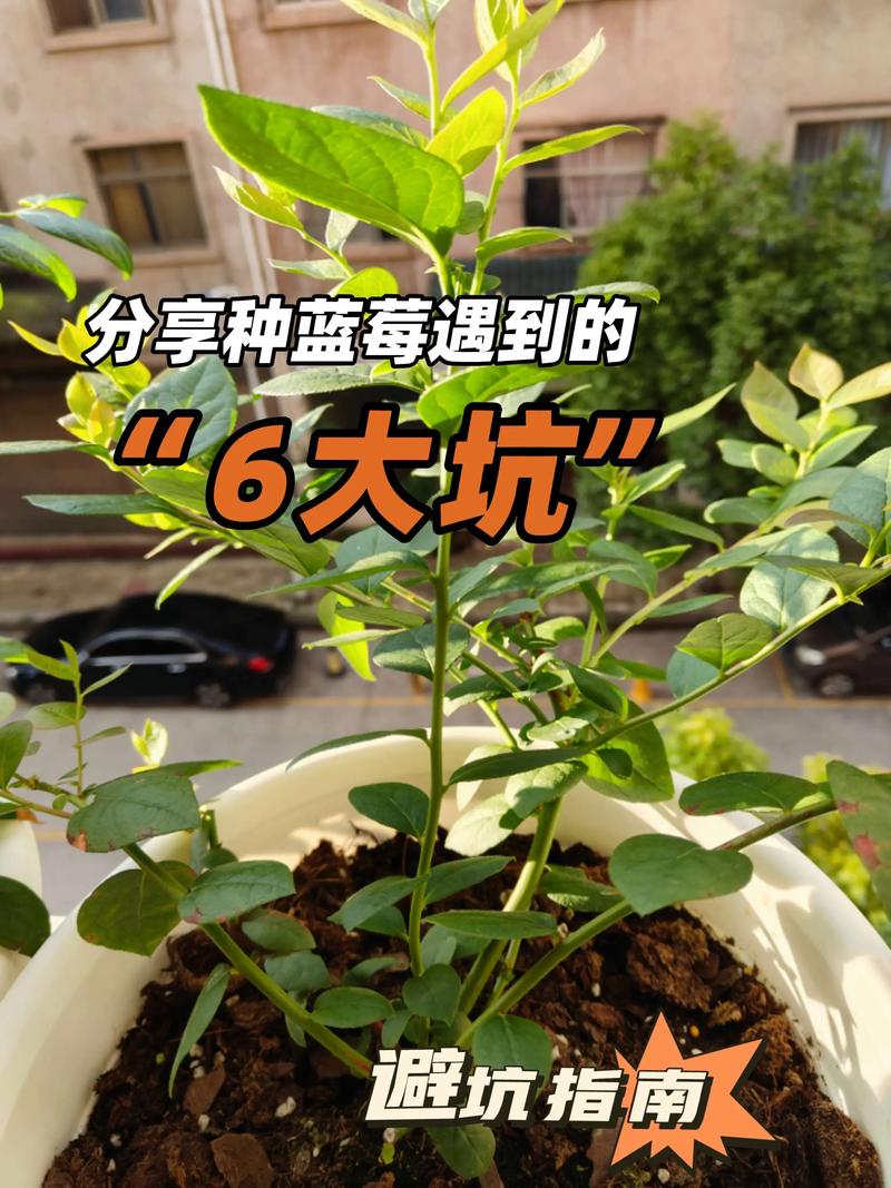 三、品种选择：优选南高丛，避开北高丛