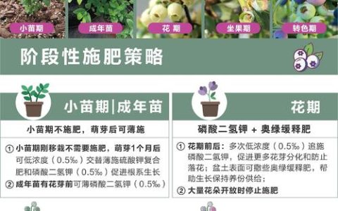 湖北荆州适合种蓝莓吗？一篇教你种好蓝莓的实操指南