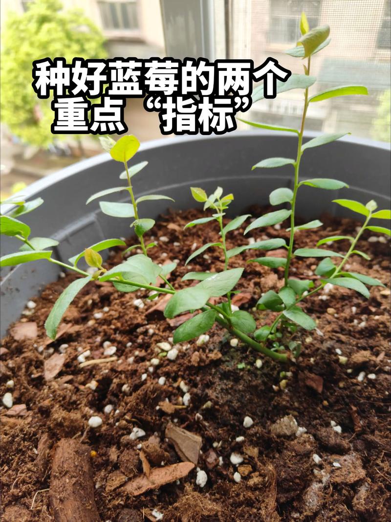 五、浇定根水与缓苗管理：细致呵护，确保成活