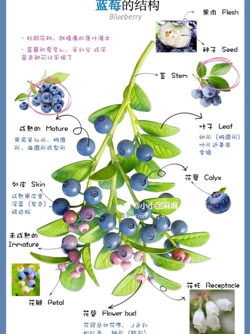 总结：荆州种蓝莓，土壤改良是命脉