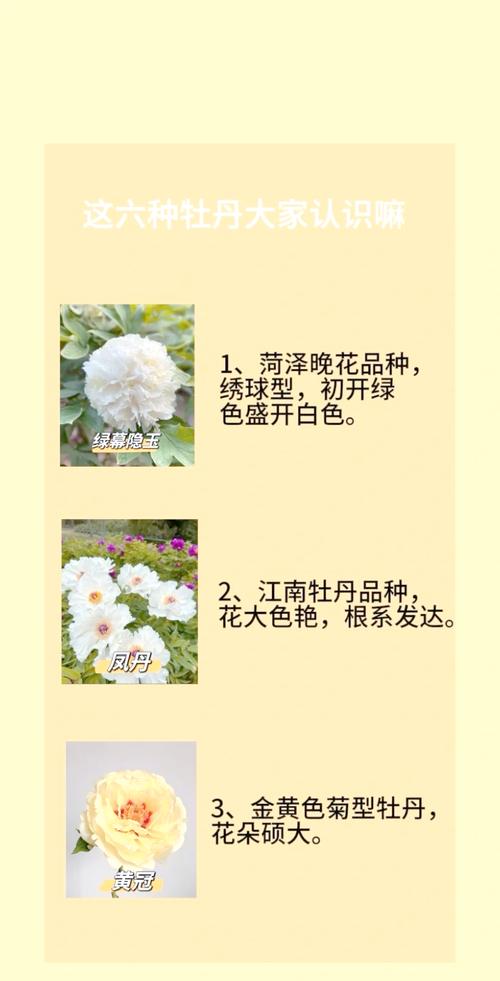 巢湖牡丹花观赏全攻略:位置、品种与养护指南 光照与水肥精准方案