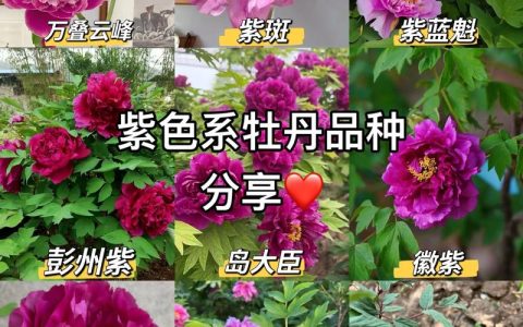 巢湖牡丹花观赏全攻略：位置、品种与养护指南