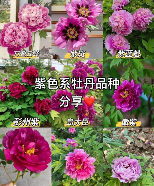 巢湖牡丹花观赏全攻略：位置、品种与养护指南