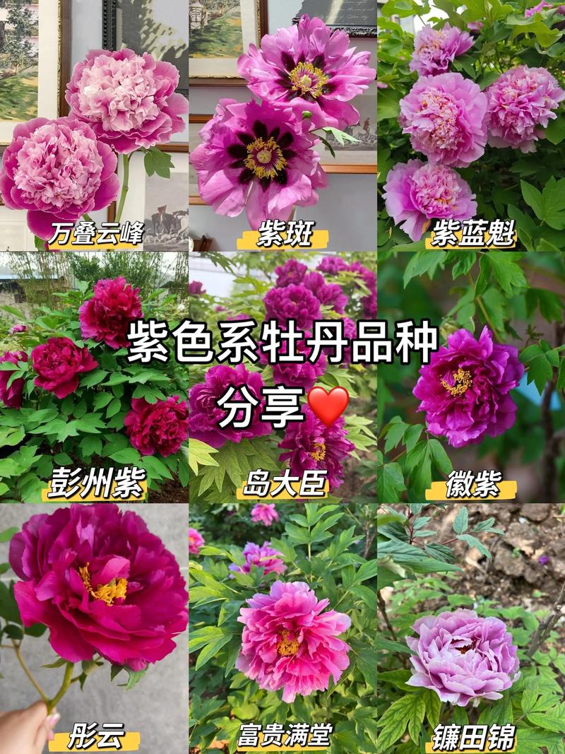巢湖牡丹花观赏全攻略:位置、品种与养护指南 观赏地与养护核心建议