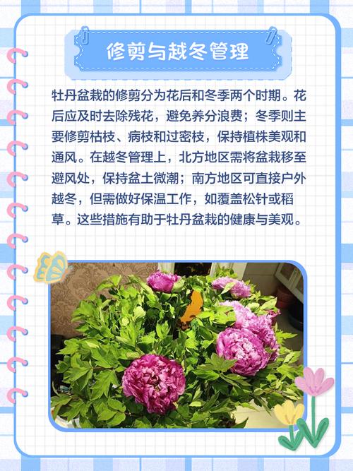 巢湖牡丹花观赏全攻略:位置、品种与养护指南 总结:3条核心可执行动作