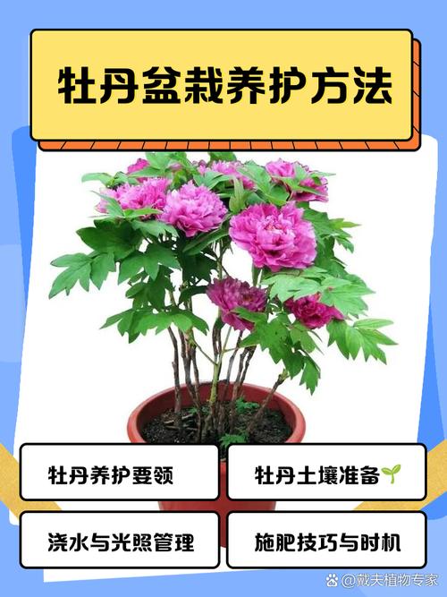 巢湖牡丹花观赏全攻略:位置、品种与养护指南 常见误区与纠正