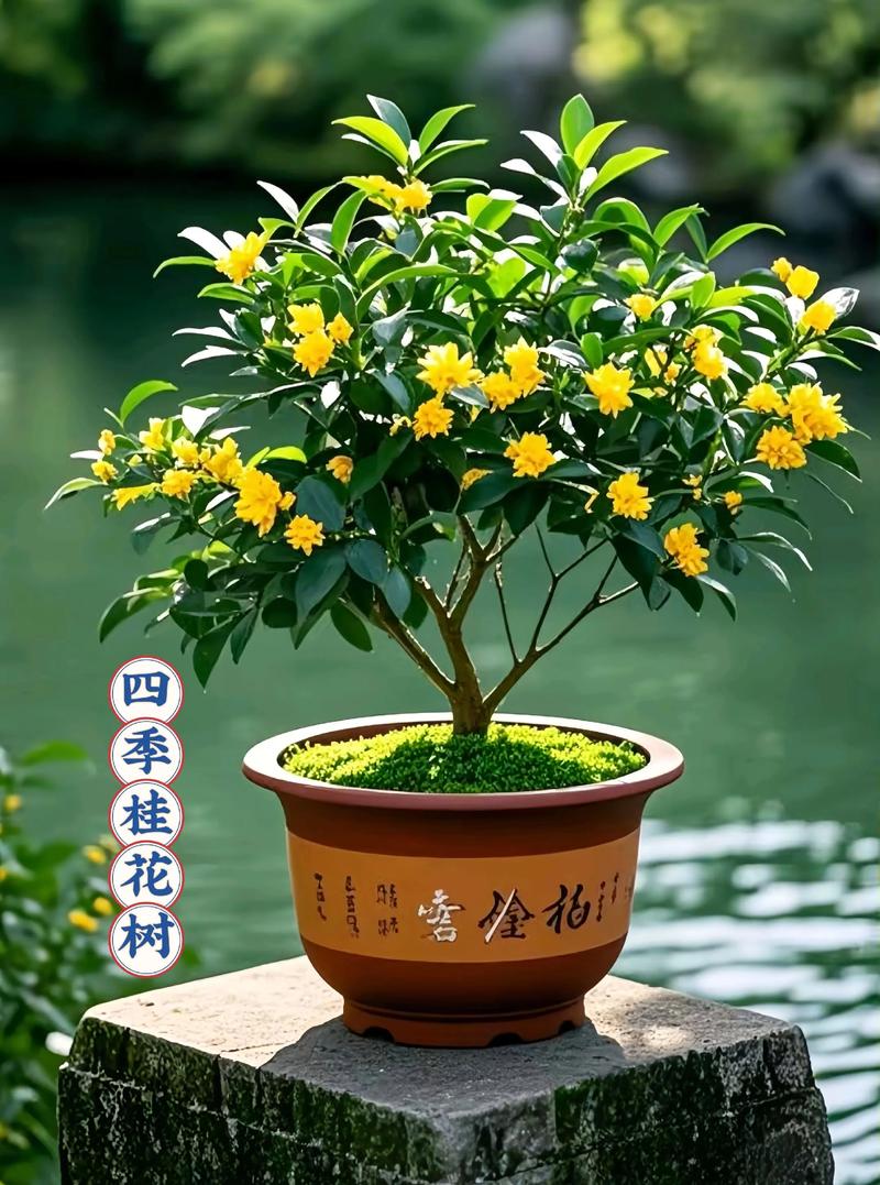 阳台盆栽桂花树的方案